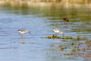 Young pied avocets