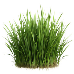 Grass isolated on a transparent background