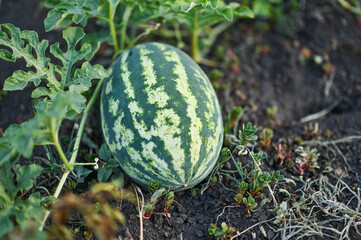 watermelon grows in the garden. close-up