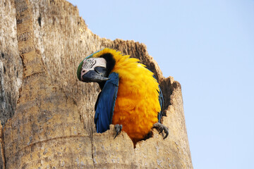Araras de Caldas Novas - GO - Brasil em lindos flagrantes no seu habitat natural 