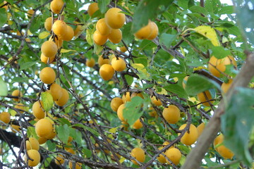  Reife  Mirabellen  in einer Hecke