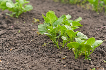 new potato sprouts in spring