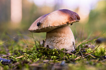 Closeup of a wild porcini mushroom growing in a Finnish forest. Boletus edulis fungus on a green moos floor. Southern Finland, Kymenlaakso, Europe. Copy space. Selective focus