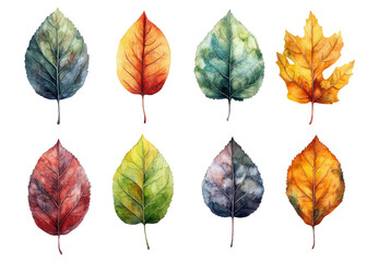Obraz premium Watercolor Botanical Collection Showcasing Autumn Leaves in Diverse Colors isolated on transparent background