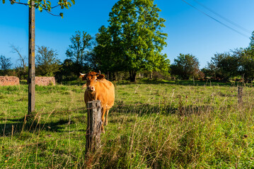 Krowa patrzy w obiektyw © Mateusz
