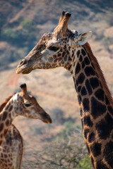 giraffe in the wild