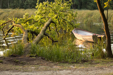 Lake Zemborzyckie in the Lublin, Fallen tree into the lake.
Holiday at the lake.