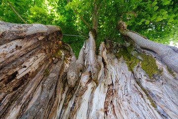 Marindolska lipa - Linden tree in Marindol in Bela krajina, Slovenia