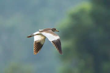 Gray-headed Lapwing (Vanellus cinereus) in flight close-up shot with a depth-of-field background. 