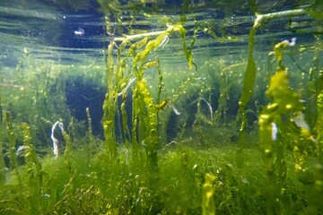 Ulva intestinalis green algae macro in laminar flow, Black Sea in Odesa, low salinity biotope, chaetomorpha, coquina stone rockpool, water surface reflection, torn algal vegetation in storm