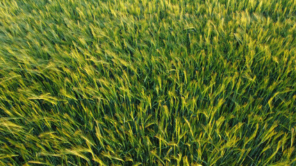 agricultural fields in spring, in Vojvodina, seen from the drone