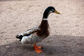 A goose walks around the farm.