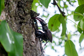 Two stag beetles or stag beetles on a tree trunk in the process of mating
