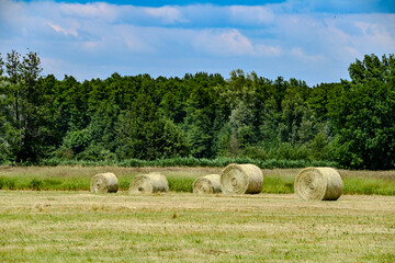 Wiesenlandschaft im Spreewald