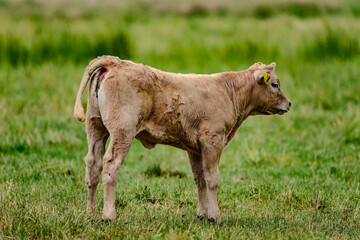 K&uuml;he auf der Weide