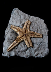 Starfish fossil embedded in rock, ancient marine life preserved