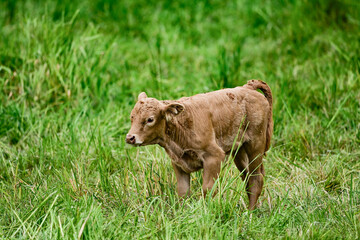 K&uuml;he auf der Weide