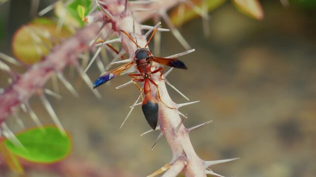 Rote T&ouml;pferwespe (Delta dimidiatipenne) sitzt in Dornenbusch