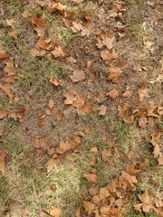 Fallen Leaves of Autumn: A Symbol of Change and Renewal – The Drying Cycle of Life as Nature Prepares for Winter. Brown Leaves on Grass Reflecting the Passage of Time, the End of a Season, and Transfo