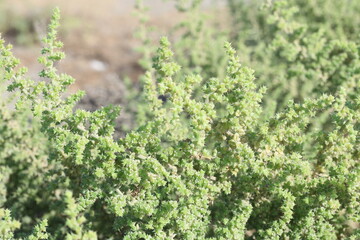 Salsola kali (Saltwort) thrives in salty environments