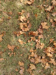 Fallen Leaves of Autumn: A Symbol of Change and Renewal – The Drying Cycle of Life as Nature Prepares for Winter. Brown Leaves on Grass Reflecting the Passage of Time, the End of a Season, and Transfo
