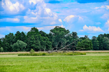 K&uuml;he auf der Weide