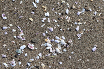 close up of seashells on coastal sand 
