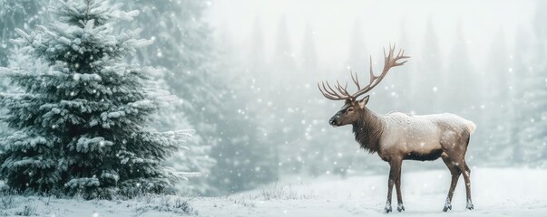 Naklejka premium A majestic deer stands in a serene snowy landscape, surrounded by frosted trees, embodying the tranquility of winter's beauty.
