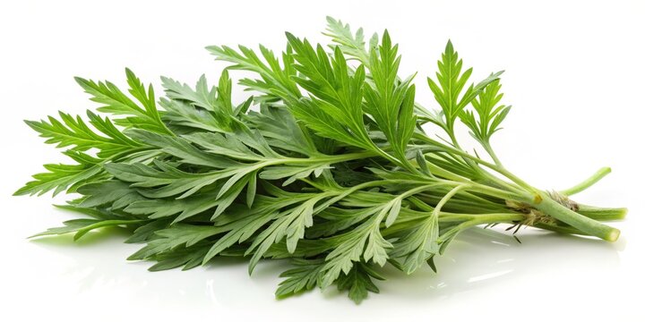 Fresh Japanese mugwort sprigs, with delicate leaves and feathery stems, contrast with the crisp white background,