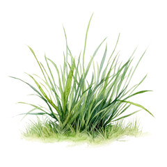PNG  Small patch of grass illustration watercolor art.