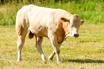 Kühe auf der Weide