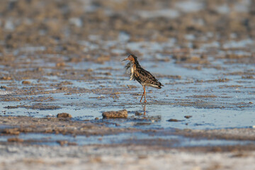 An adult The ruff (Calidris pugnax) in the remains of its breeding plumage, close-up filmed on the shore of the Kuyalnik estuary, Ukraine