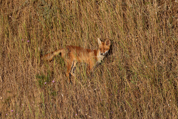 A juvenile red fox (Vulpes vulpes) is photographed in close-up on top of a clay cliff and climbing down the cliff. Soft morning light detailed photo