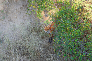 A juvenile red fox (Vulpes vulpes) is photographed in close-up on top of a clay cliff and climbing...