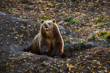 a brown bear roars in the autumn forest came out of the den in the nature reserve
