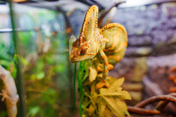 Chameleon on a twig in a home aquarium. An unusual pet. Terrarium with exotic animals.