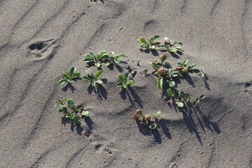 beach morning glory (impoea imperati)