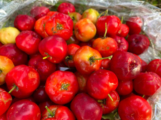 Cherry thai & Barbados