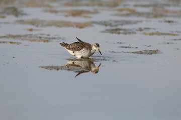 A close-up of a ruff migrant (Calidris pugnax) standing in the blue water of an estuary in the soft morning light