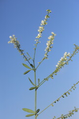 flowers and seeds of melilotus albus medik