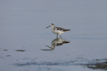 A close-up shot of a migratory common greenshank (Tringa nebularia) in winter plumage standing in the blue waters of an estuary in Ukraine