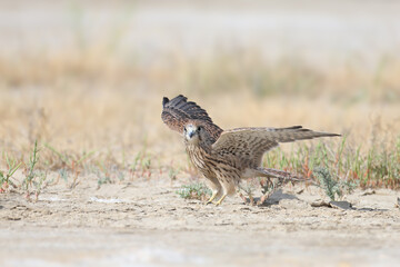 A young female common kestrel (Falco tinnunculus) is photographed very close-up, sitting on the sand in a thicket of saltwort and staring at the photographer. Detailed photo of the bird's plumage
