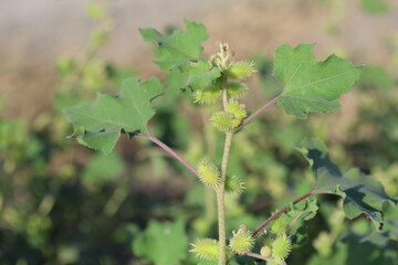 xanthium strumarium (rough cocklebur) is a species of annual plants of the family Asteraceae