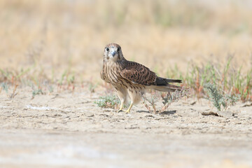 A young female common kestrel (Falco tinnunculus) is photographed very close-up, sitting on the sand in a thicket of saltwort and staring at the photographer. Detailed photo of the bird's plumage