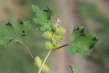 xanthium strumarium (rough cocklebur) is a species of annual plants of the family Asteraceae