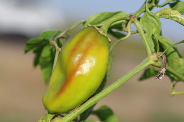 close up of ripening red hot chili pepper