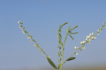 flowers and seeds of melilotus albus medik
