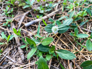 Obraz premium Grass field