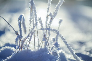 Frost on the plant