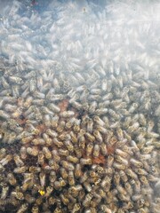 Close-up of a honeycomb. The honeycomb is made of wax and has a hexagonal pattern. A close-up of a honeycomb filled with bees. The bees are clustered together, and their wings are visible.